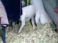 Lily's opinion of my stable Lily's opinion of my stable