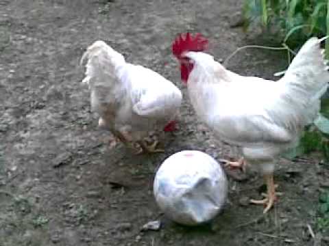 driblle - animal sport.