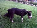 Click here to watch this video pitbulls manzanillo col, Cesar Suarez(KELLY,KEILA Y MOSLEY)