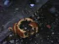 Aftermath of our pumpkin exploding experience Aftermath of our pumpkin exploding experience