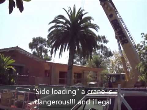 how to transplant small palm trees