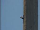 Piliated Woodpecker Babies