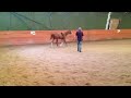 Click here to watch this video Scarlet