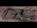 Animaux complètement bourrés