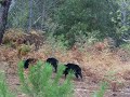 Do�ana-WildPig