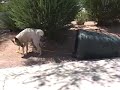 Dog takes in the Trash