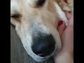 Собаки в добрые руки - Габби - 1
