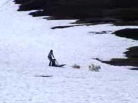 SAMOYED