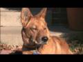 German Shepherd/Chow Chow filmed in High Definition