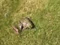 Screaming Frog