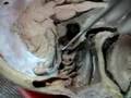 Nasal and Paranasal- Doc Dec's Part 4