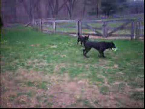 cane corso