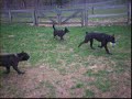 Ohio Cane Corso Italian Mastiff Dogs Playing Animals