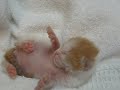 sweet kitty
