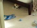 videos de Dogbook Movie: 