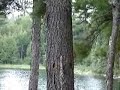 Two squirrels spend several minutes chasing each other around a tree trunk.