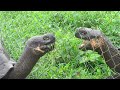 Click here to watch this video Dueling tortoises