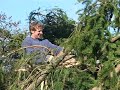Das Ende eines Nadelbaums