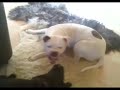Muchi Vs. Hemi  -  Mixed bulldog breeds