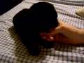 Labrador Retriever video