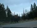 Bison on the road in the Tetons