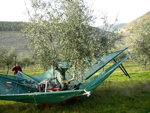 how to harvest olives