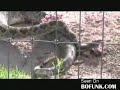 Rattlesnake With Head Blown Off Still Trying To Bite