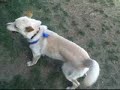 Ted 4678812 Humane Society Colorado Adopt