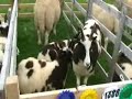 Dumfries and Lockerbie Agricultural Show 2008