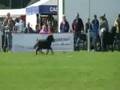 Dumfries and Lockerbie Agricultural Show 2008