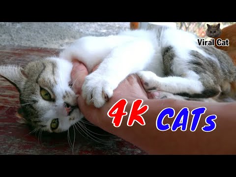 Hài Hước Thư Giãn Cùng Các Hoàng Thượng Mèo Video 4K Tập 1