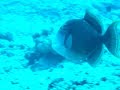 Violent Titan Triggerfish Violent Titan Triggerfish