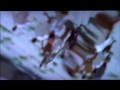 deixa eu falar   raimundos
