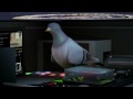 Pigeon Impossible - Short Film.flv