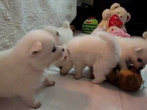 Kolby playing with stuffed animals