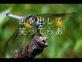 Click here to watch this video とんぼ MRB流.wmv