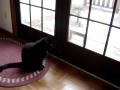 Funny howling cat from Rochester, NY