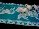 Renaissance Coton de Tulear puppies at 6 weeks old playing in Orange, CT Breeder located in Orange, CThttp://renaissancecotondetulear.com