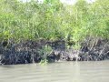 Sundarbans mangrove forest