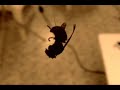 Xiu Xiu | Crank heart