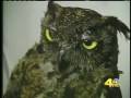 videos de Smokey the Owl.mp4