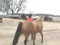Buckskin Half Arabian Buckskin Half Arabian
