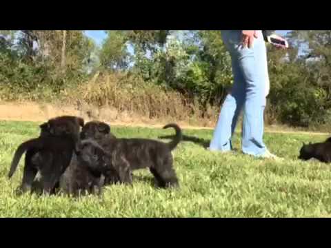 Nero X Ipod Pups.......