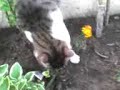 Beni haciendo sus heces