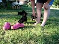 Schnorkie Puppies 2