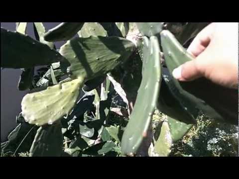 how to replant nopales
