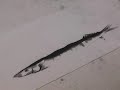 Saury Sumi-e Video