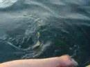 videos kayak
