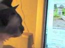Gato mirando droga en gatos!