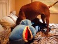 2010-05-18 | Vizslak Shark Attack! ~> ()